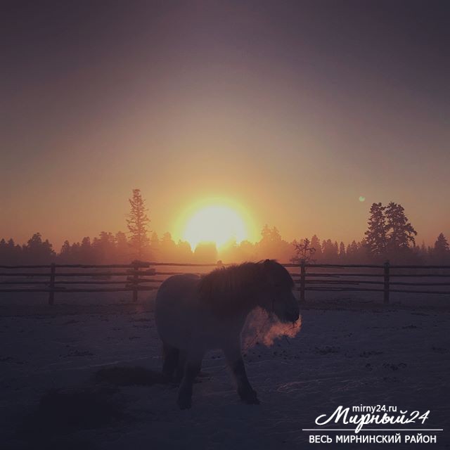 https://www.instagram.com/rxxedwards/ 
Oymyakon sun (and a horse) #oymyakon #sun #bedazzled