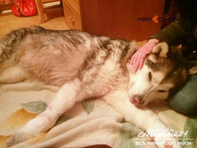 Жители Якутии собрали на операцию собаке более 160 тысяч рублей фото 2