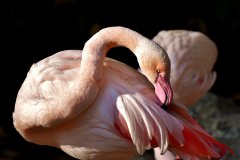 В Якутии спасли птенца розового фламинго
