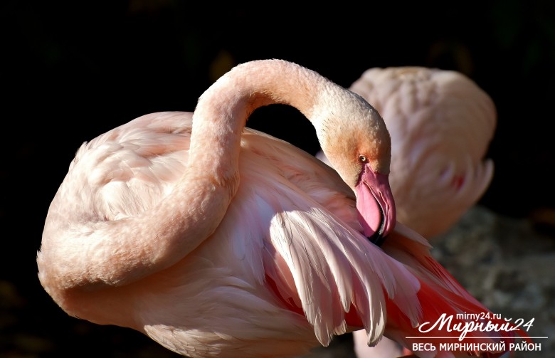 В Якутии спасли птенца розового фламинго фото 2